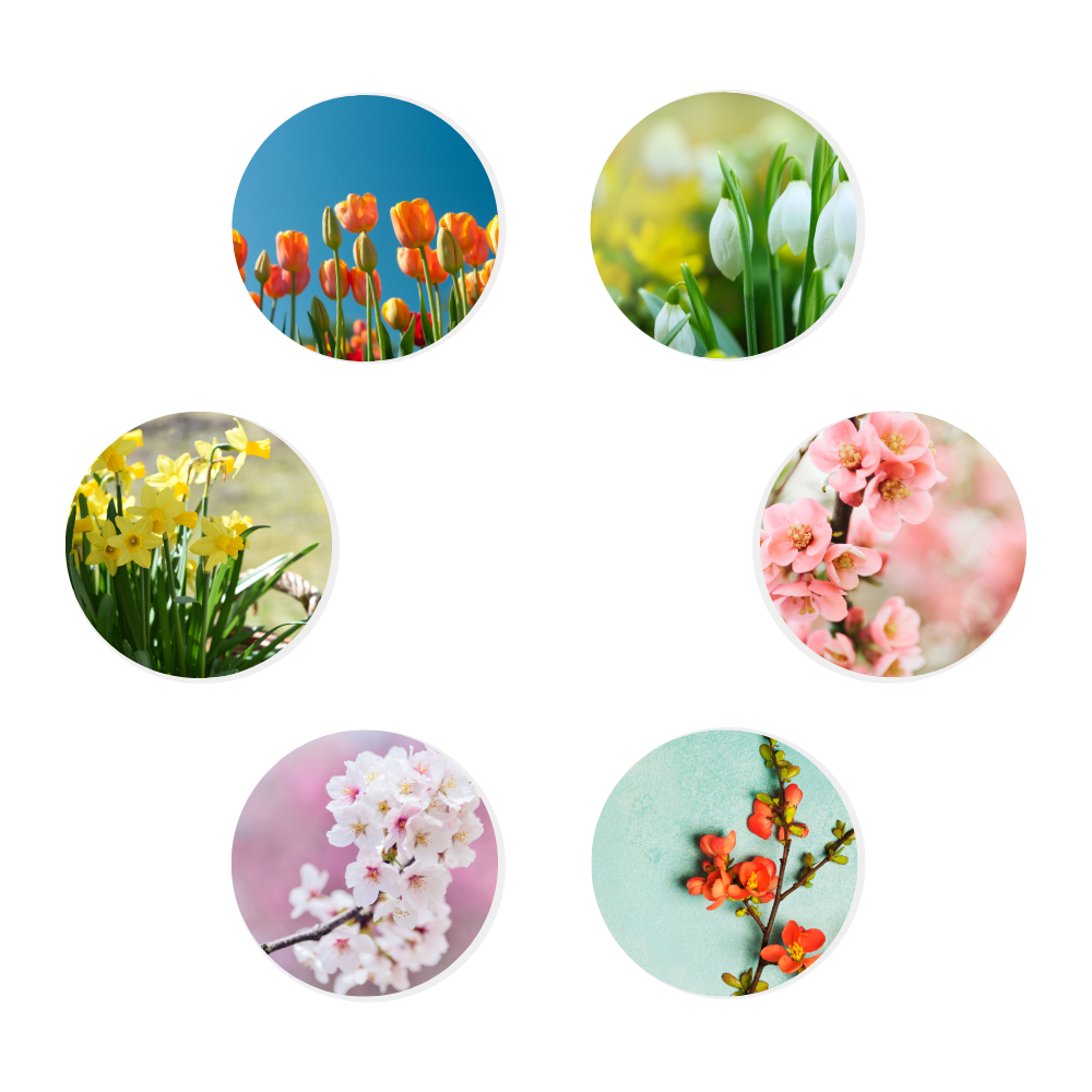 Posavasos MDF y Corcho 🟤x6